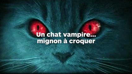 Voici un chat vampire aux crocs de dracula !