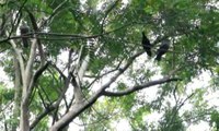 Lepas Liar Burung yang Dilindungi ke Habitat Asal