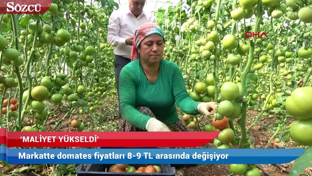 Domates tarladan 3.60’a çıktı