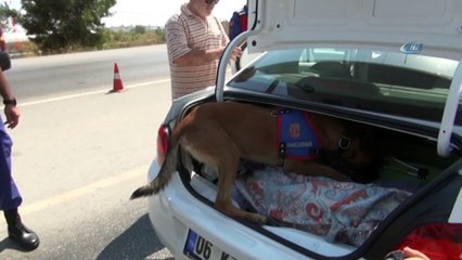 Antalya’da otomobilde 350 kilo et ele geçirildi