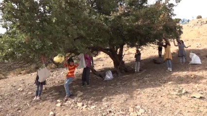 Çocuklar Dağ Bayır Gezerek Alıç Topladı