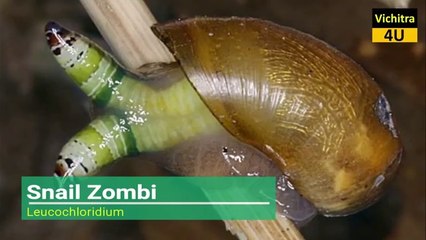 दुनिया के सबसे खतरनाक ज़ोंबी वाले जीव | Real ZOMBIE Animals In Nature!|MOST DANGEROUS ANIMALS OF WORLD.
