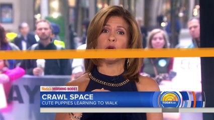 French bulldogs waddle across floor as they learn to walk in cute video