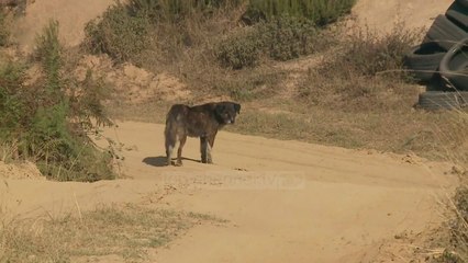 Tymi toksik s’ka të ndalur - Top Channel Albania - News - Lajme