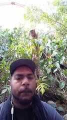 "Le street-art Calédonien évolue difficilement mais on voit quand même de très belles choses dans la rue."