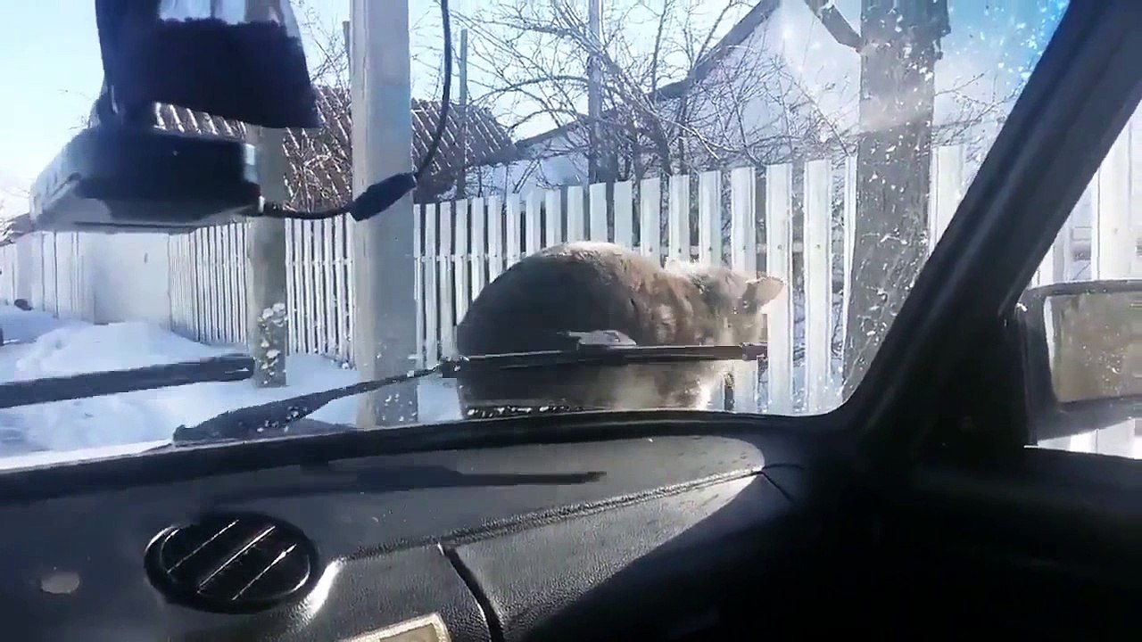 This Kitty Is No Innocent One