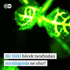 Bitkiler ısırıldığında nasıl tepki verir?