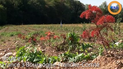 Aura-t-on des sapins pour Noël et ceux à venir ?