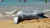 Une tortue géante de 700 kilos sur une plage en Guadeloupe