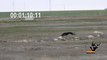 Greyhound VS Hare racing 4:37 minutes, the hare wins