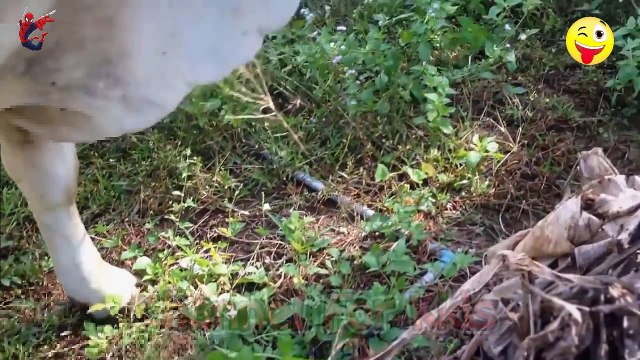 Con Bò - Con Voi - Các Con Vật Quen Thuộc Cho Bé - Nhạc Sôi Động Cho Bé