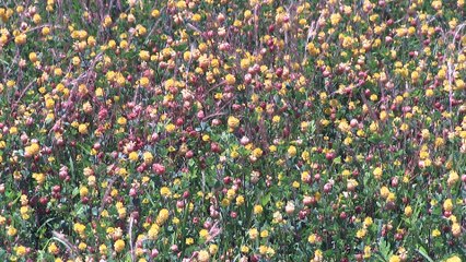 Blooming Grass in a Flowering Meadow 🌸