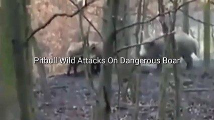 Pitbull Wild Attacks On Dangerous Boar