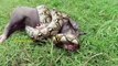 Real Anaconda Wild Attacks On Little Pig - Dangerous Attacks