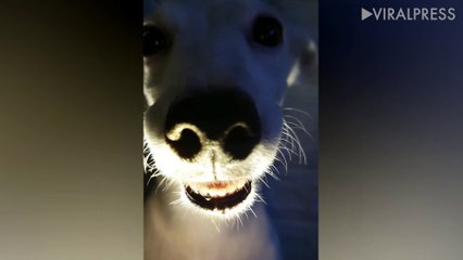 Jack Russel Holding Torch Looks Terrifying