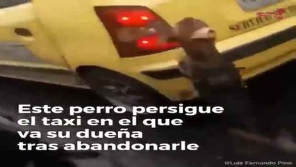 Este perro persigue el taxi en el que va su dueña tras abandonarle