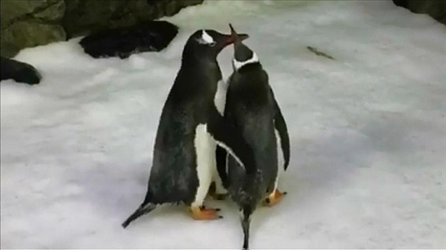 Same-sex penguins rear egg at Sydney zoo