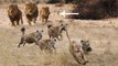 Power of Male Lions - Male Lion Rescue Lioness From Hyenas Attack - Wild Dogs Vs Hyenas