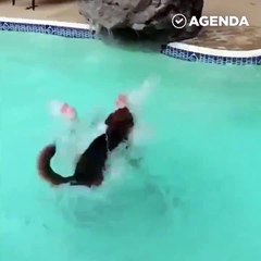 Пёс-спасатель