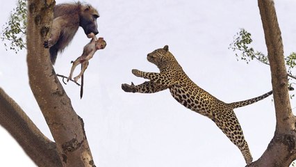 Mother Baboon Fail To Protect Her Baby From Leopard Attack | Poor Baby Baboon