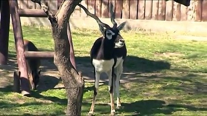 Los humanos están exterminando al resto de mamíferos