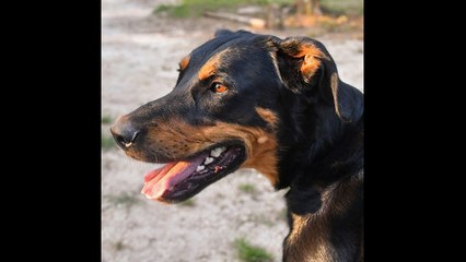 Cientos de perros y gatos desafían la orden obligatoria de evacuación ante el huracán Florence