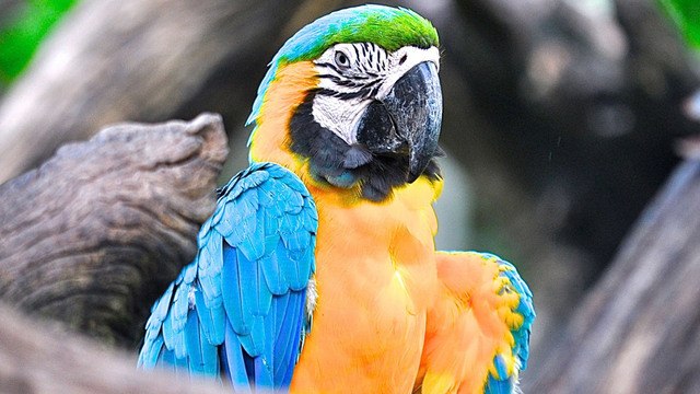 Complementos para loros y aves psitácidas