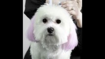 La moda de teñirle el pelo al perro es muy peligrosa y cruel