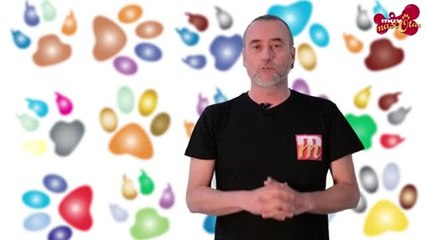 Consejos para llevar el gato al veterinario