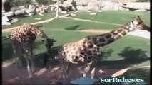 Nacimiento de una jirafa en Bioparc Valencia en directo