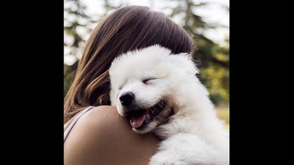 ¿Los perros saben cuándo estás molesto?