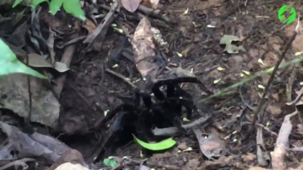 Il fait sortir une tarentule énorme de son nid