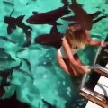 Elle vient nager avec les requins :  expérience incroyable