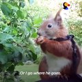 Il sauvent un écureuil et l'adopte... Animal de compagnie adorable