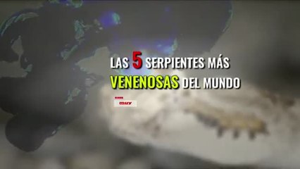 Las serpientes más venenosas del mundo