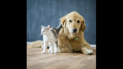 Cómo mantener la higiene del hogar con mascotas