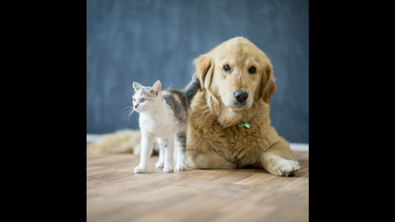 Cómo mantener la higiene del hogar con mascotas
