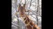 Sorprendentes imágenes de jirafas y elefantes en la nieve