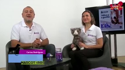 Qué hacer con el gato cuando nos vamos de vacaciones