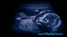 Semanas 17-20. El bebé en el vientre materno