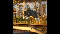 ¿Por qué tu gato corre como loco por casa?