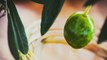 Aceite de oliva virgen extra: producción y aporte calórico