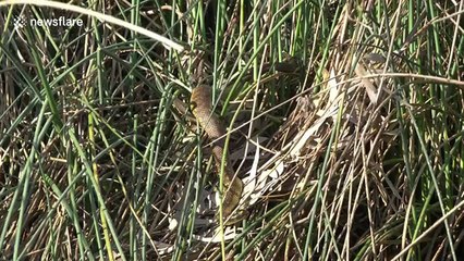 Three brave ducks see off a deadly Australian tiger snake