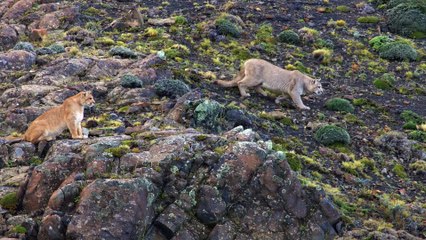 Age  of  Big Cats Series 1 3 of 3 Survivors