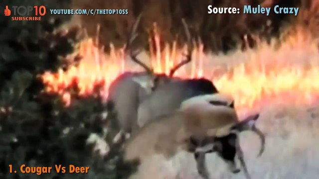 TOP 10 COUGAR VS ANIMALS, Cougar vs Wolf, Bear, Jaguar, Coyote,...