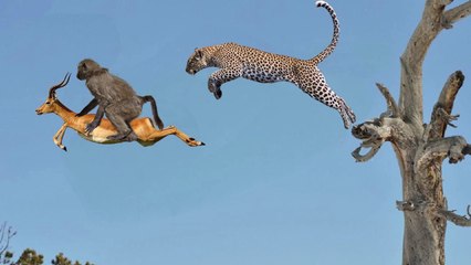 BABOON RESCUE IMPALA FROM LEOPARD STALKING FROM THE TREE | Leopard Hunting Fail