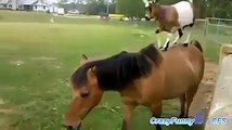 Goats that Love Horseback Riding!