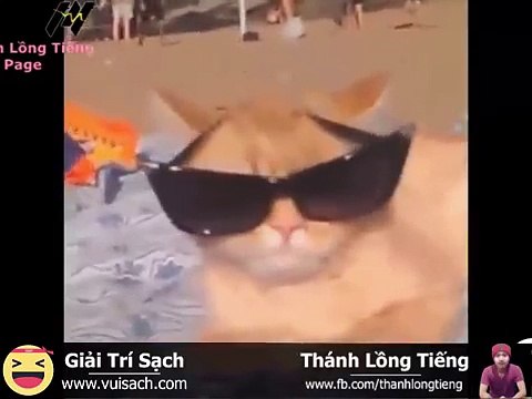 Lồng tiếng- những câu chuyện hài hước của thú cưng (mèo, chó)