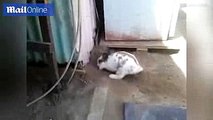 Heroic rabbit digs a tiny stuck kitten out of trouble!