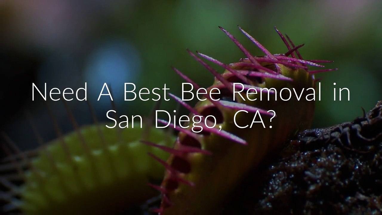 OCP Bee Removal in San Diego, CA